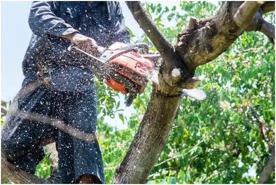 tree services Harrisonburg